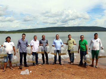 Programa de peixamento lança alevinos em açudes do sul do Piauí
