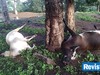 Raio atinge animais e causa prejuízo em fazenda no Piauí