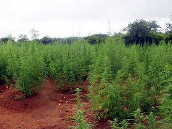 20º BPM localiza plantação de aproximadamente 100 mil pés de maconha na zona rural de Paulistana