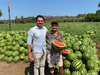 Jatobá do Piauí tem safra recorde com 1 mil toneladas de melancia colhidas 