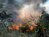 Piauí é o 5º estado do país com maior número de queimadas em 2023