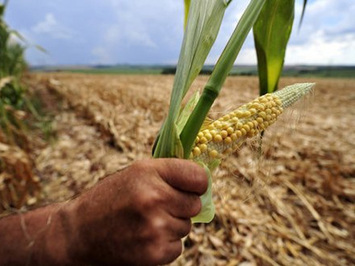 Autorizado pagamento do Garantia-Safra para 4 cidades do Piauí