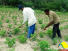 Agricultores Sãomiguelenses estão esperançosos com o inverno