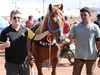 Cavalo Campeão Nacional de vaquejadas morre após passar por cirurgia