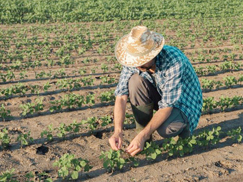 Ministério de Agricultura abre inscrições do Garantia-Safra 2020/2021