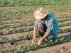 Ministério de Agricultura abre inscrições do Garantia-Safra 2020/2021