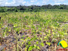 Ministério da Agricultura prorroga validade de DAP até dezembro/2020