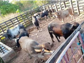 Animais furtados em Independência no Ceará são encontrados em Campo Maior