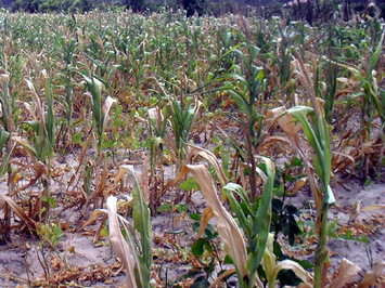 Garantia-Safra é liberado para agricultores do município de Sigefredo Pacheco