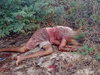 Corpo de homem é encontrado no Bairro Rodoviária em Assunção do Piauí