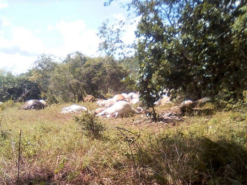 Raio atinge fazenda no Piauí e mata 57 cabeças de gado. Prejuízo enorme