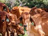 1ª etapa da campanha de vacinação contra febre aftosa começa nesta segunda