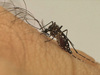 Nova vacina contra a dengue estará disponível para aplicação no Brasil a partir desta semana