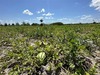  Pequenos agricultores do estado do Piauí apostam em novo tipo de melancia