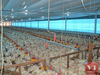 Oscilação de energia elétrica provoca morte de 6 mil frangos em granja de Valença do Piaui