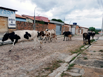 Prefeitura publica decreto sobre apreensão de animais soltos nas vias públicas